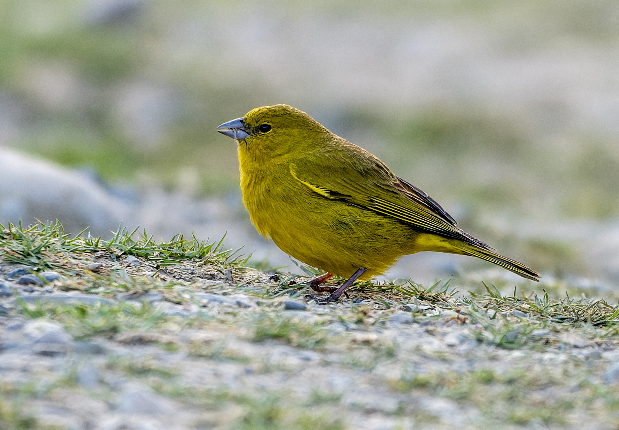 Puna Yellow Finch (Sicalis lutea), photo 9