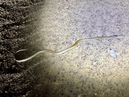 Pygmy Mulga Snake sighting