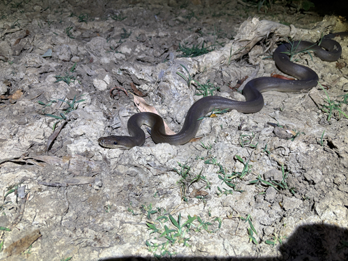 Olive Python sighting