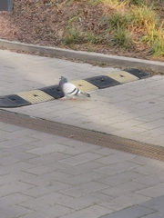 Columba livia domestica