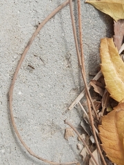 Paratrechina longicornis