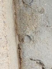 Paratrechina longicornis