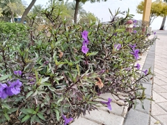 Ruellia simplex