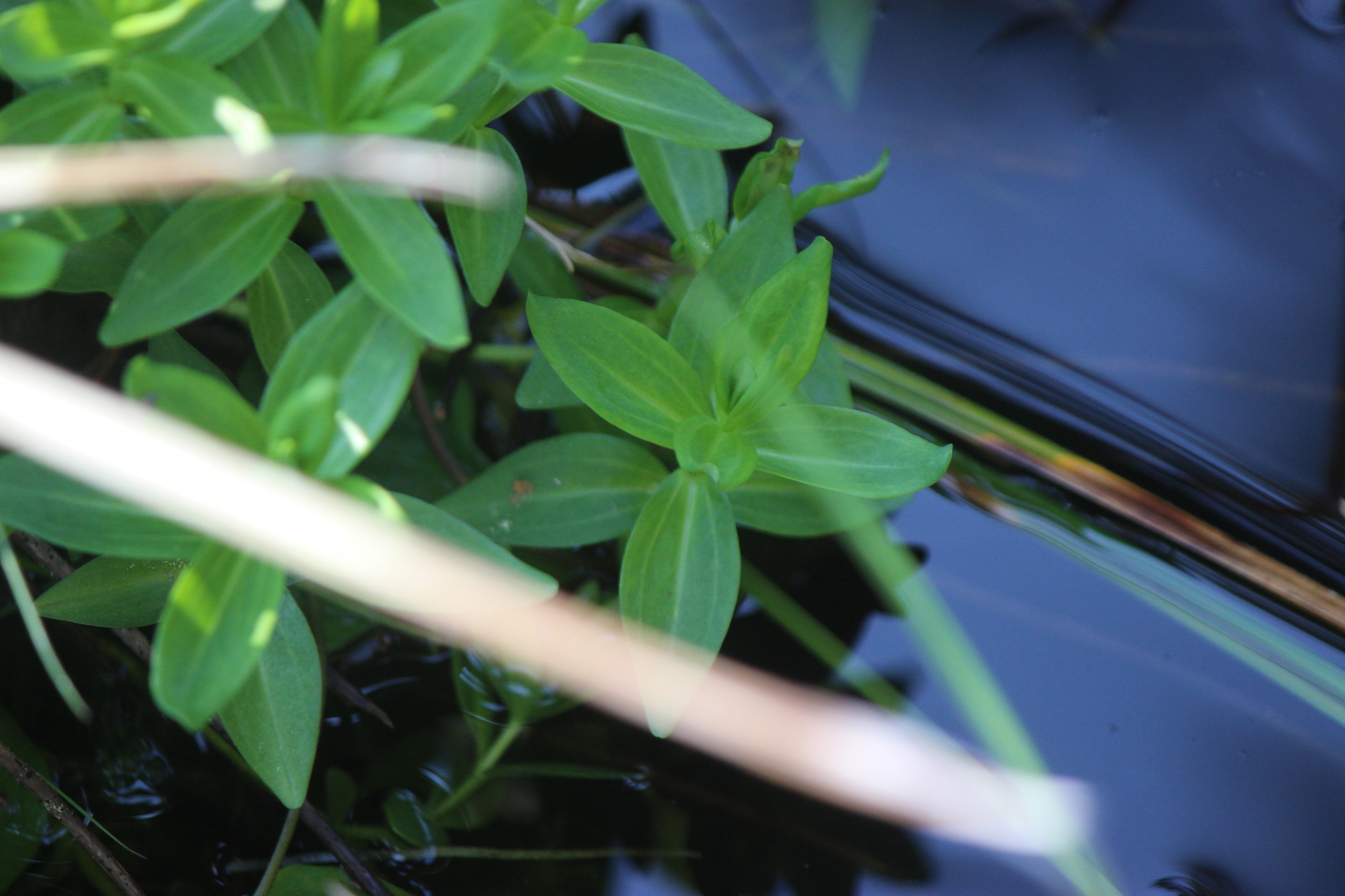 King's Gentian (Gentiana sceptrum)