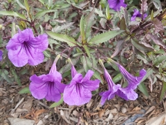Ruellia simplex