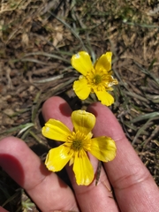 Ranunculus muelleri