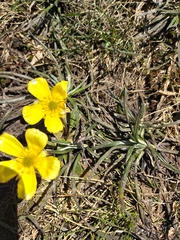 Ranunculus muelleri