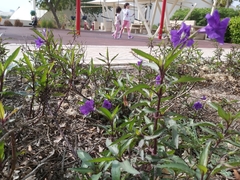 Ruellia simplex