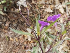 Ruellia simplex