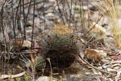 Echinopsis backebergii (Lobivia backebergii)