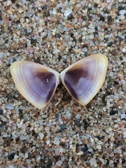 Latona madagascariensis