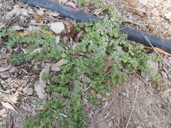 Euphorbia serpens