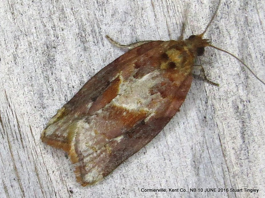 Argyrotaenia repertana