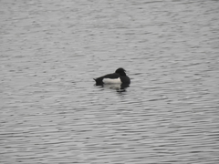 Aythya fuligula