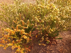 Limonium australe
