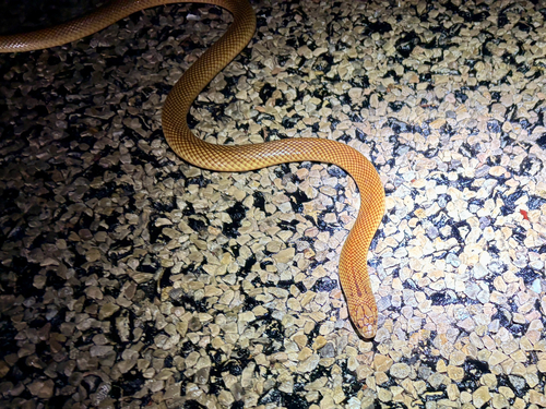 Pygmy Mulga Snake sighting