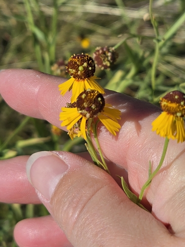 Pretty Sneezeweed (Helenium elegans)