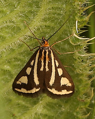 Loxostege venustalis