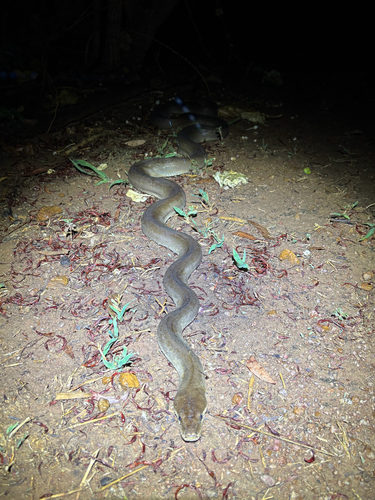 Olive Python sighting