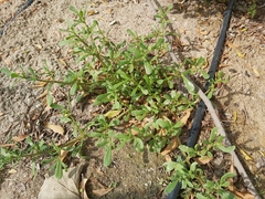 Portulaca oleracea