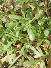 Portulaca oleracea