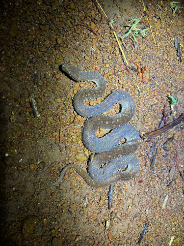 Children's Python sighting