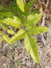 Azadirachta indica