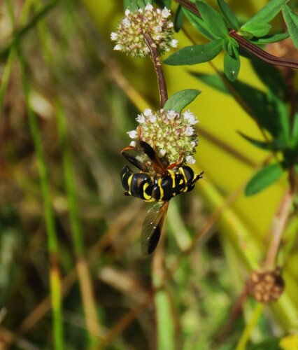 Unknown species found near Orange County, FL, USA