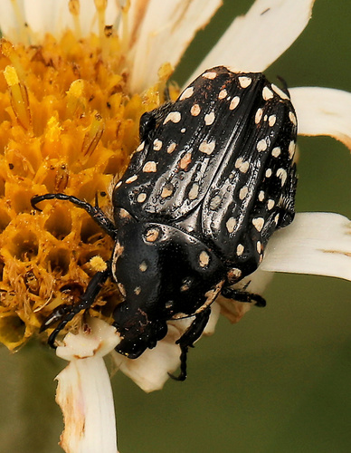 Another Dotted Fruit Chafer