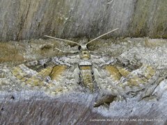 Eupithecia anticaria