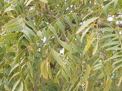 Azadirachta indica