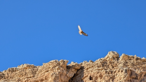 iNaturalist observation 2025-11-07