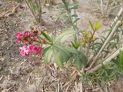 Nerium oleander