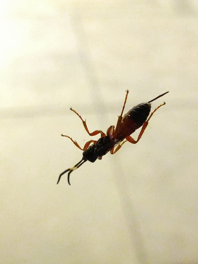 Giraudia