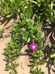 Carpobrotus dimidiatus