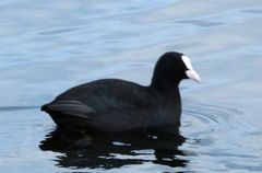 Fulica atra