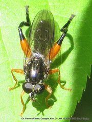 Chalcosyrphus vecors