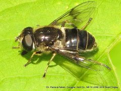 Eristalis obscura