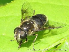 Eristalis obscura