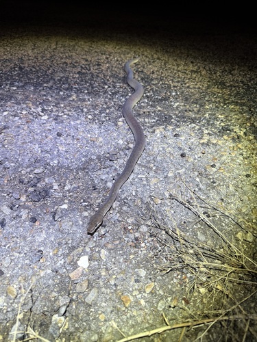 Children's Python sighting