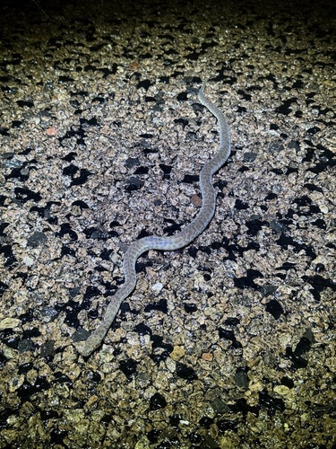 Children's Python sighting