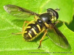 Sericomyia chrysotoxoides image