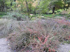 Ceratostigma griffithii