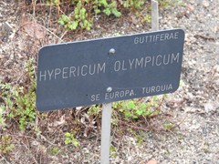 Hypericum olympicum