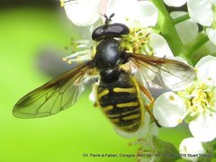 Sericomyia chrysotoxoides image