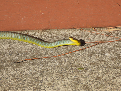 Common Tree Snake sighting