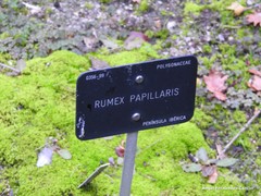 Rumex papillaris