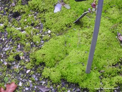 Rumex papillaris