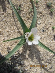 Colchicum psammophilum