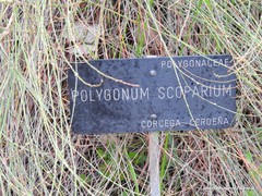 Polygonum scoparium